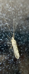 Hydropsychidae
