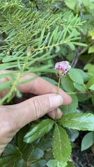 Chimaphila umbellata