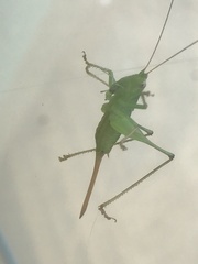 Conocephalini