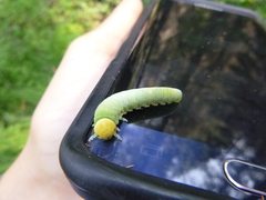 Cimbicidae