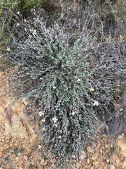 Xanthosia tomentosa