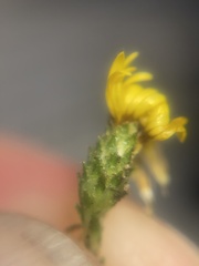 Lessingia pectinata pectinata