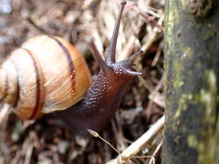 Helminthoglypta stiversiana