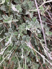 Xanthosia tomentosa
