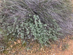 Xanthosia tomentosa