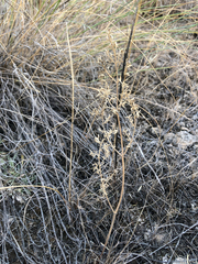 Lomatium macrocarpum