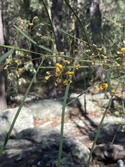 Daviesia wyattiana
