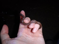 Carphophis amoenus amoenus