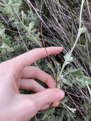 Xanthosia tomentosa