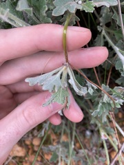 Xanthosia tomentosa