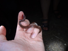 Carphophis amoenus amoenus