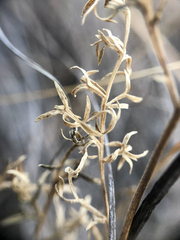 Lomatium macrocarpum