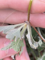 Xanthosia tomentosa