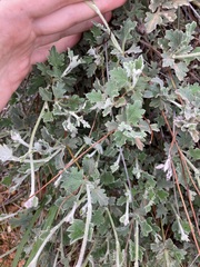 Xanthosia tomentosa