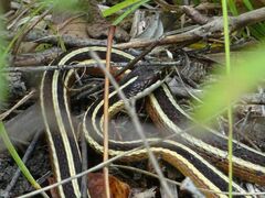 Thamnophis saurita septentrionalis