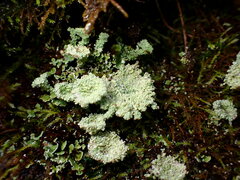 Cladonia chlorophaea