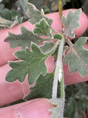 Xanthosia tomentosa