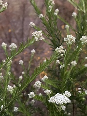 Ozothamnus diosmifolius