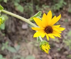 Helianthus silphioides