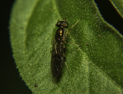 Merosargus