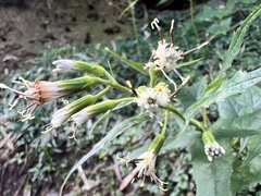 Parasenecio nokoensis