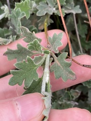Xanthosia tomentosa