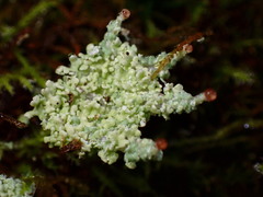 Cladonia chlorophaea