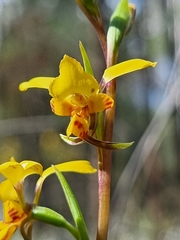 Diuris platichila