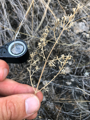 Lomatium macrocarpum