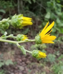 Helianthus silphioides