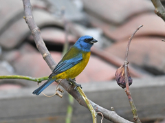 Rauenia bonariensis