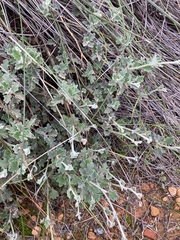 Xanthosia tomentosa