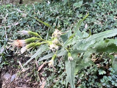 Parasenecio nokoensis