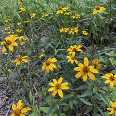Heliopsis parvifolia