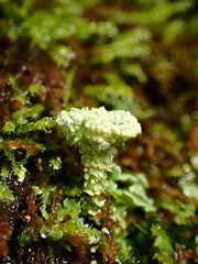Cladonia chlorophaea
