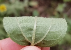 Helianthus silphioides