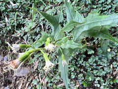 Parasenecio nokoensis