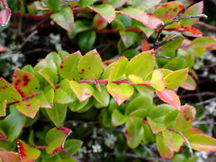 Vaccinium ovatum