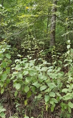 Helianthus silphioides