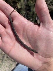 Vachellia schaffneri bravoensis
