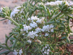 Echinophora spinosa