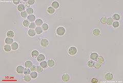 Clavulinopsis corniculata