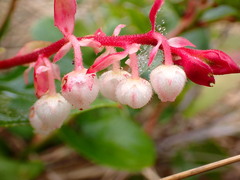 Gaultheria shallon
