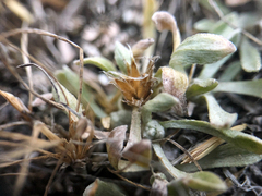 Antennaria dimorpha