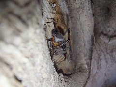 Latrodectus