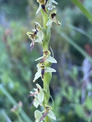 Platanthera stricta