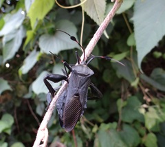 Pachylis acutangulus