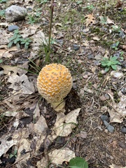 Amanita muscaria guessowii