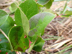 Gaultheria shallon