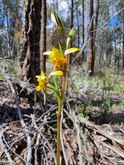 Diuris platichila
